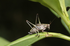 Enthephippion olivaceum