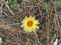 Parodia mammulosa