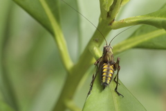 Enthephippion olivaceum