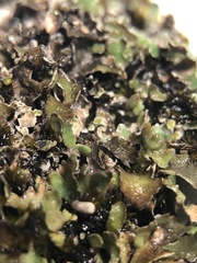 Cladonia symphycarpa