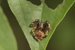 Ocrepeira covillei