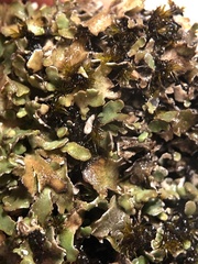 Cladonia symphycarpa