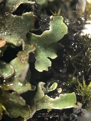 Cladonia symphycarpa