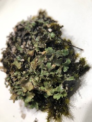 Cladonia symphycarpa