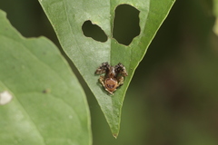 Ocrepeira covillei