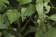 Ocrepeira covillei