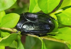 Desicasta reichei