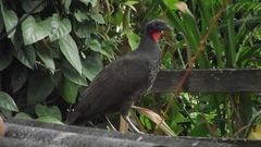 Penelope superciliaris