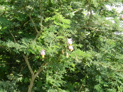 Dichrostachys cinerea