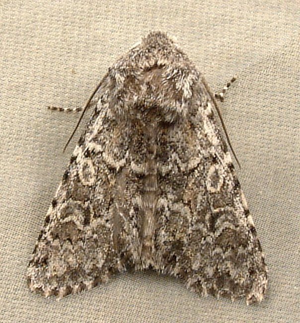 Psammopolia