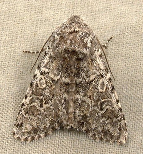 Genus Psammopolia · iNaturalist