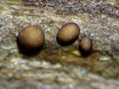 Ophiotheca chrysosperma