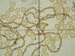 Ophiotheca chrysosperma