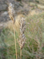 Bromus scoparius