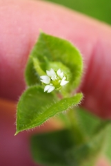Stellaria ovata