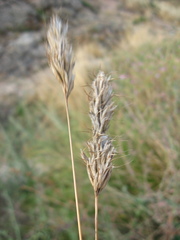 Bromus scoparius