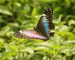 Morpho helenor achillides