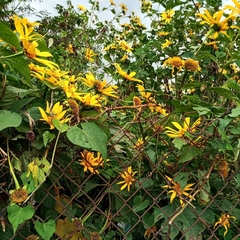 Tithonia diversifolia