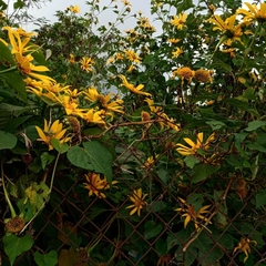 Tithonia diversifolia