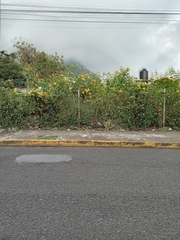 Tithonia diversifolia
