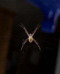 Argiope argentata