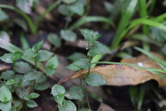 Sphaerocaryum malaccense