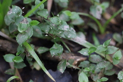 Sphaerocaryum malaccense