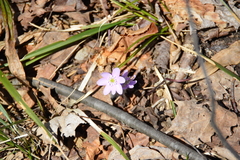 Hepatica