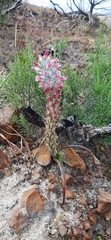 Lachenalia salteri