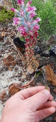 Lachenalia salteri