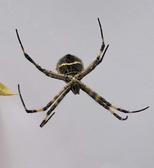 Argiope argentata