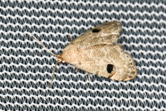 Abablemma brimleyana