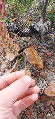 Lachenalia salteri