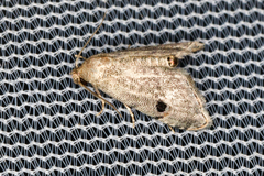 Abablemma brimleyana