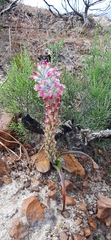 Lachenalia salteri