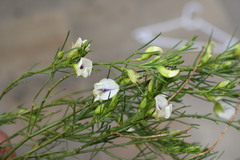 Psoralea sp18