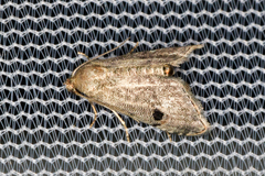 Abablemma brimleyana