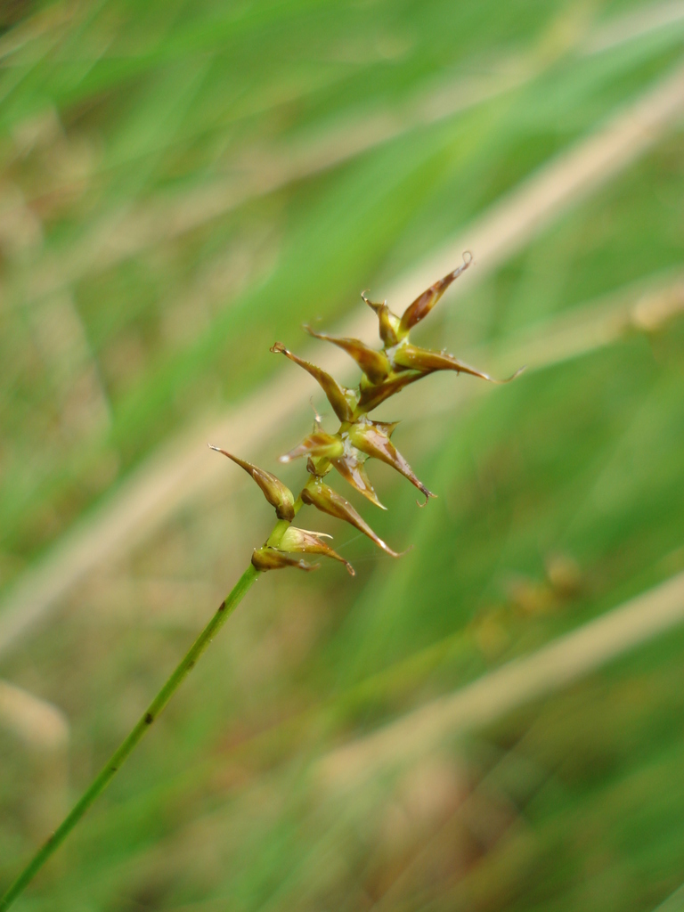 Davall's Sedge