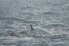 Balaenoptera edeni