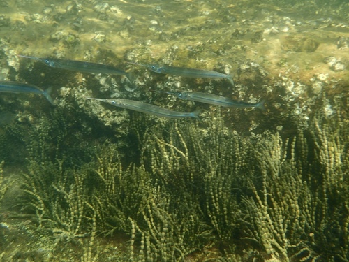 photo of Eastern Sea Garfish (Hyporhamphus australis)