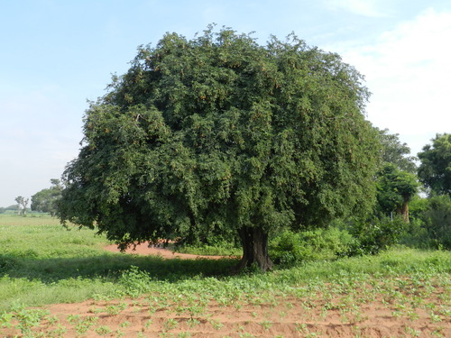 Tamarind