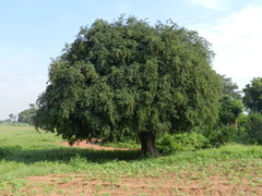 Tamarindus indica
