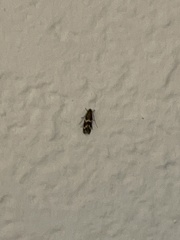 Oinophila v-flava