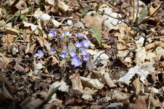 Hepatica