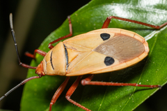 Probergrothius nigricornis