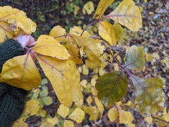 Stigmella intermedia