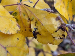 Stigmella intermedia