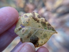 Stigmella intermedia