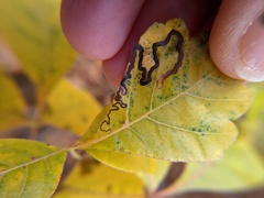 Stigmella intermedia