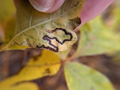 Stigmella intermedia